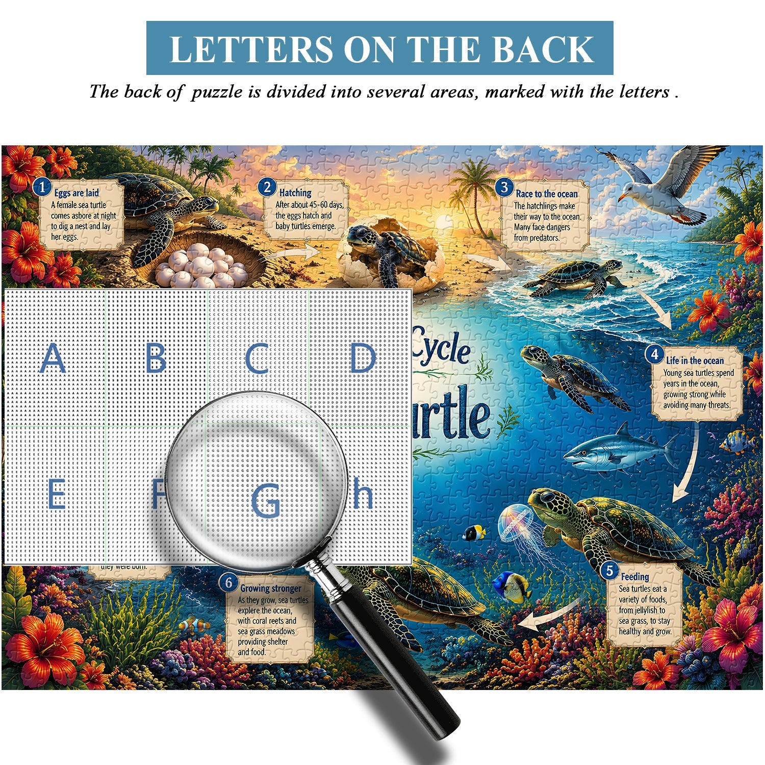 Sea Turtle Life Journey Jigsaw Puzzle 1000 Pieces