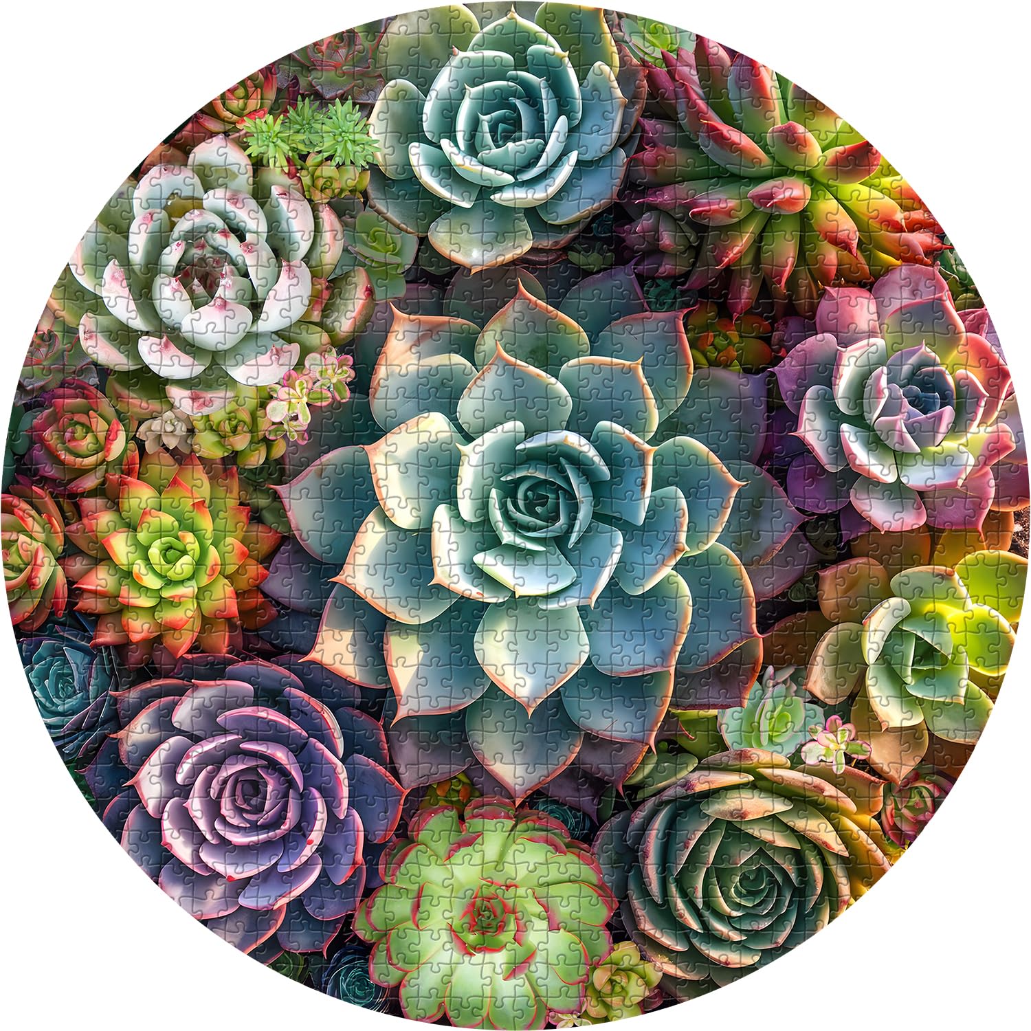 succulent plants puzzle Vintage Succulent Jigsaw Puzzle 1000 Pieces
